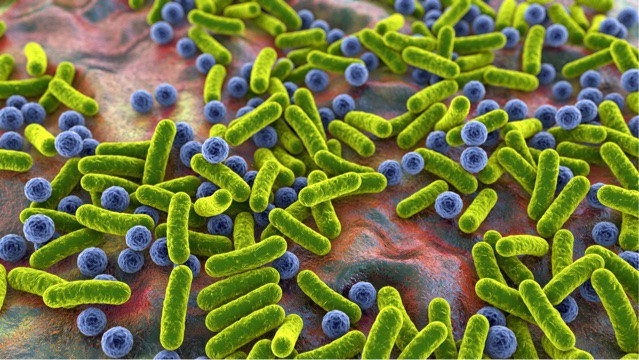 microorganisms, microbiome