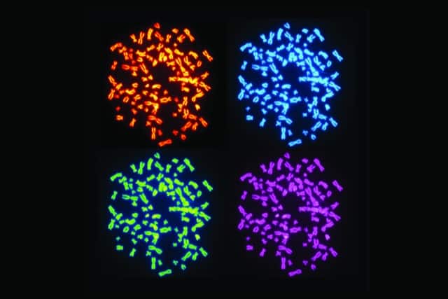 Chromosomes in cells with whole genome doubling.