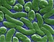 Global warming sparks rise in potentially fatal Vibrio vulnificus bacterial infections