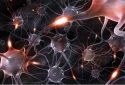 Neuroscientists identify neurons especially vulnerable to degeneration in Alzheimer’s disease