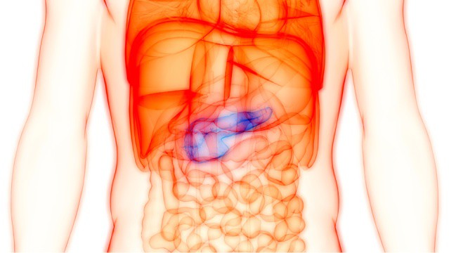 Illustration of human digestive system showing pancreas.