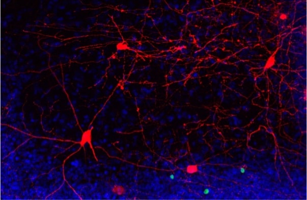 Network of neurons.