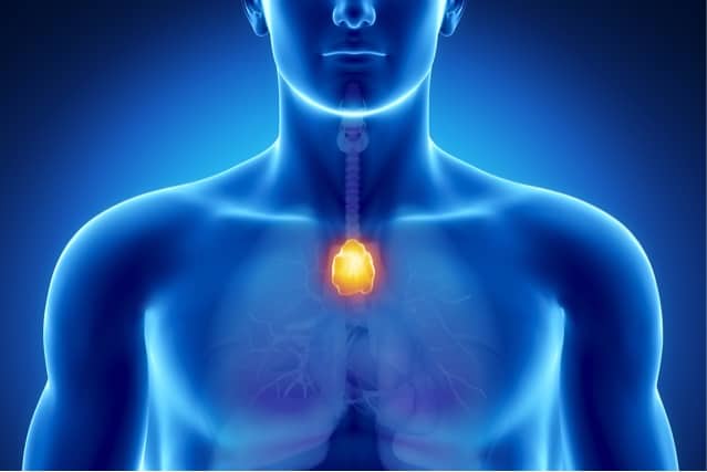 Unexpected importance of the thymus in adults  