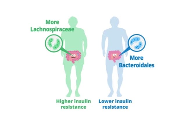 Dominant gut microbiota impact insulin resistance.