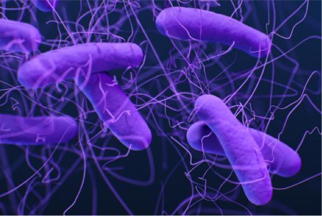 Clostridioides difficile bacteria illustration.