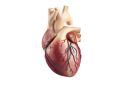Human heart anatomy.