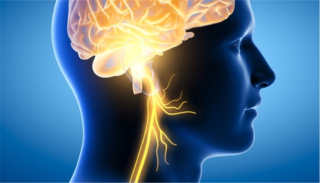 Illustration showing brain and vagus nerve (tenth cranial nerve).