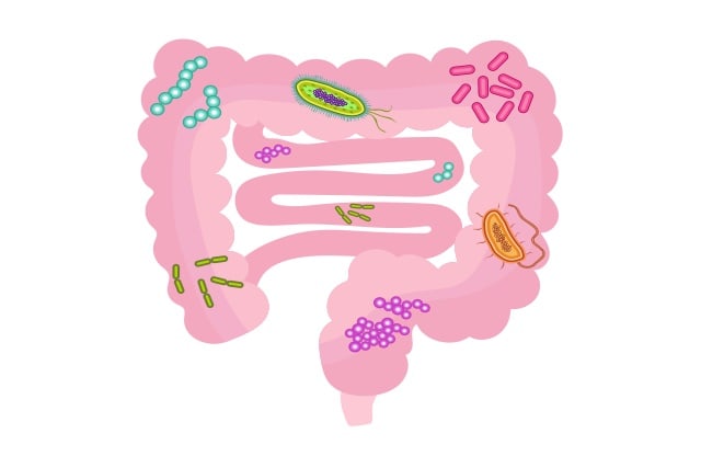 Gut microbiome illustration.