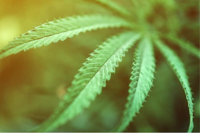 Cannabis sativa leaf close up.