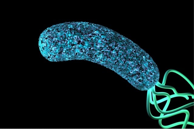 Closeup illustration of Helicobacter pylori bacterium.