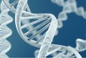 DNA helix, genome concept