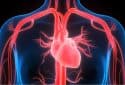 Human heart anatomy illustration.