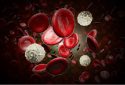 Red and white blood cells illustration.