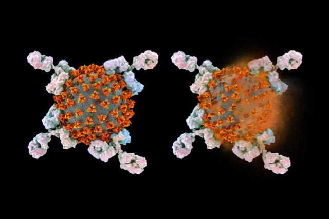 Illustration depicts antibodies attacking and destroying SARS-CoV-2 virus.