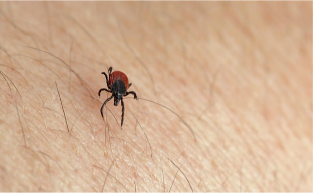 A protein found in human sweat may protect against Lyme disease