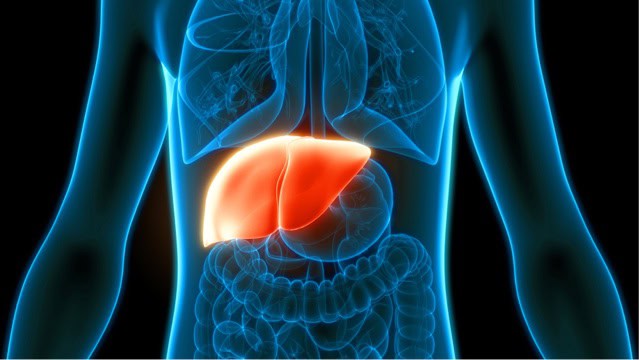 Human liver illustration.