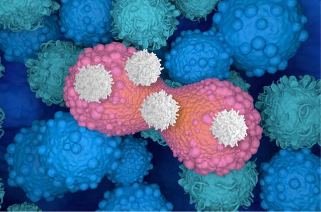 T-cells attacking dividing cancer cell, illustration.