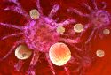 Immune cells attacking cancer cells.