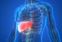 Human liver anatomy.