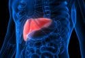Digestive system, liver anatomy, illustration.