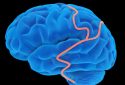 Blood-brain barrier concept.