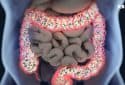 Gut bacteria, illustration.