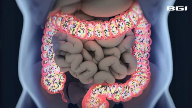 Gut bacteria, illustration.