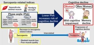 Overview of the study exploring the link between sarcopenia and cognitive decline.
