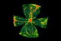 Artistic rendition of a diabetic mouse retina.