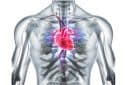 Heart anatomy illustratiion.