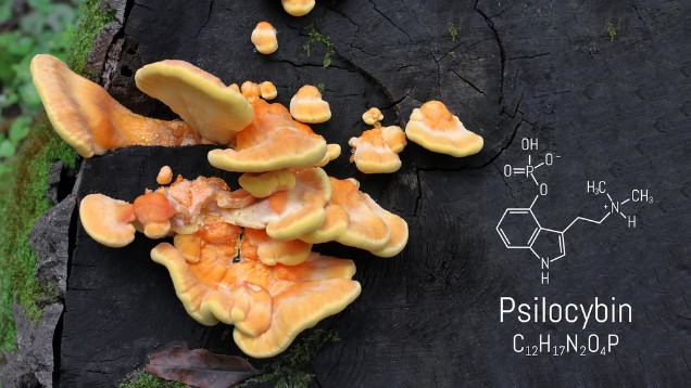 Psychedelic compound, psilocybin.