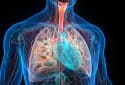 Human respiratory system, lungs anatomy.