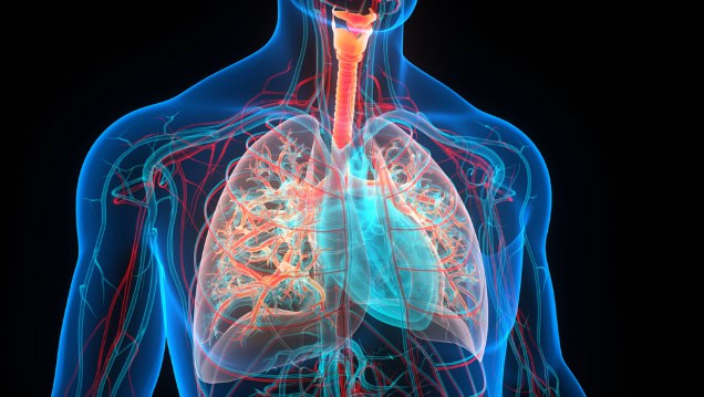Human respiratory system, lungs anatomy.
