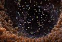 Gut microbiome concept.