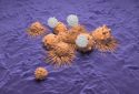 T-cells attacking cancer cells, illustration.