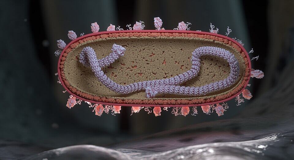 Human respiratory syncytial virus (RSV).