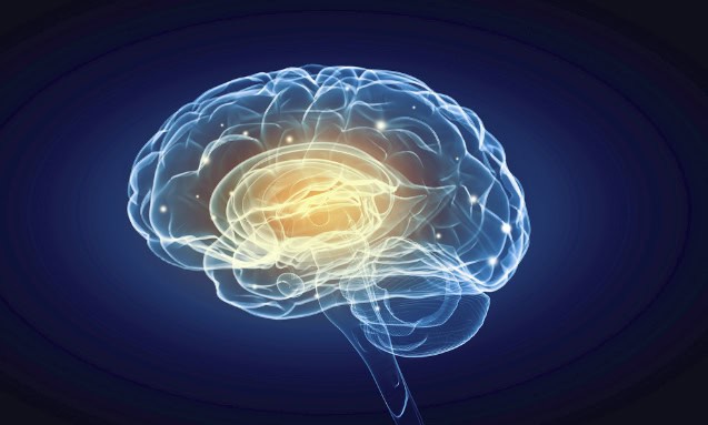 Human brain illustration.