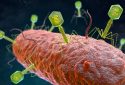 Bacteriophages attaching a bacterium, illustration.