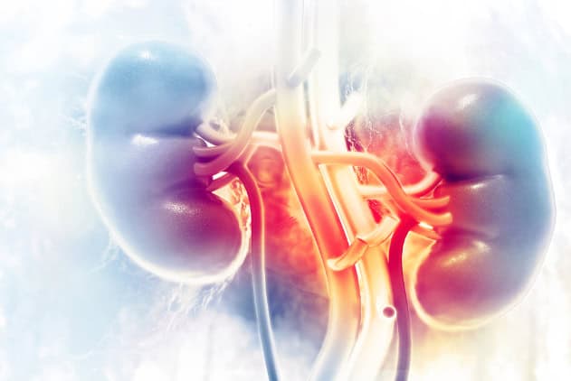 Human kidney illustration.