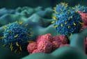 T-cells attacking cancer cells, illustration.