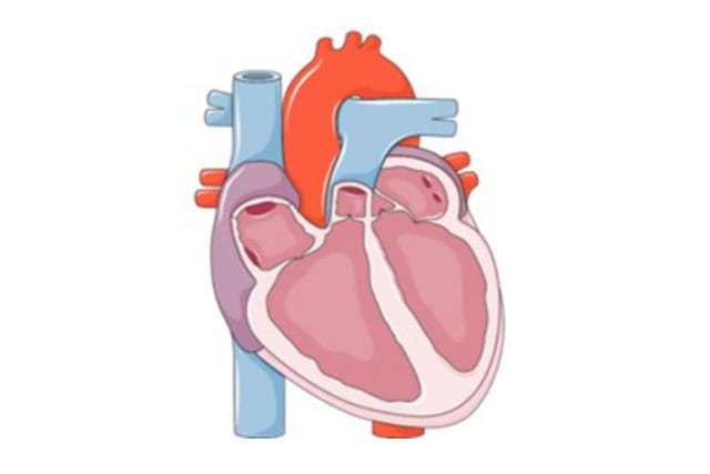 Human heart illustration.