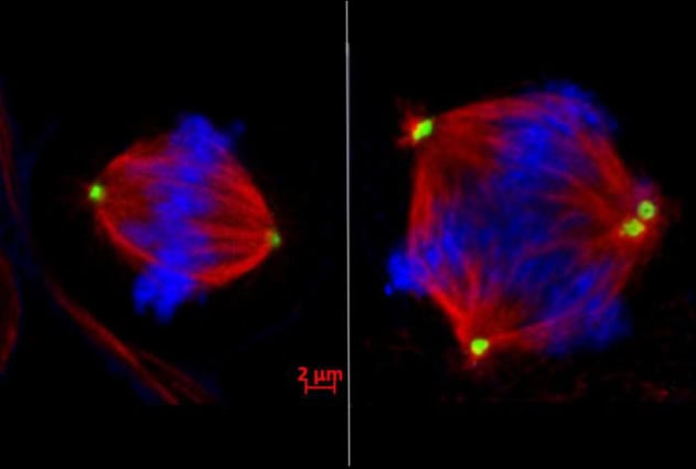 Dividing cells.