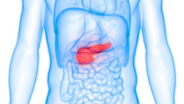 Pancreas illustration.