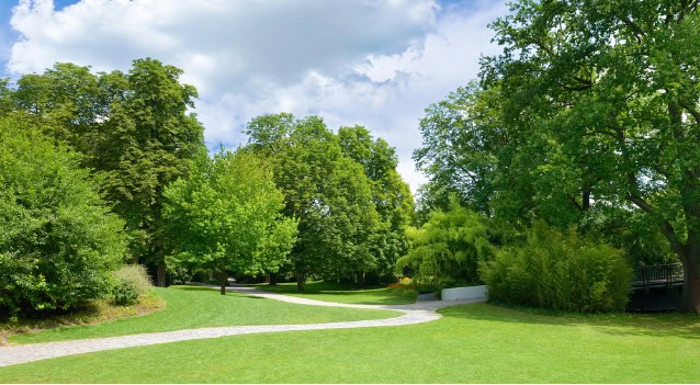 Beautiful meadow and trees.