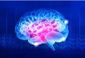 Human brain illustration.