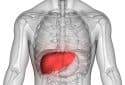 Human liver anatomy, illustration.
