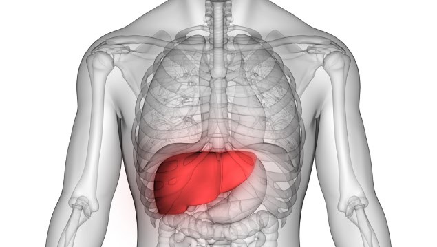 Human liver anatomy, illustration.
