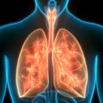 Human respiratory system, lungs anatomy.