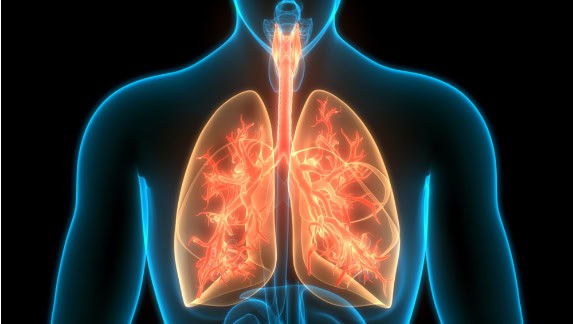 Human respiratory system, lungs anatomy.