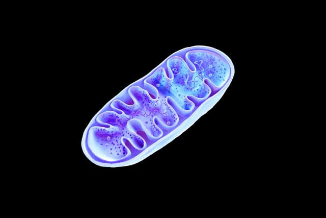 Mitochondrion, cellular organelle, illustration.
